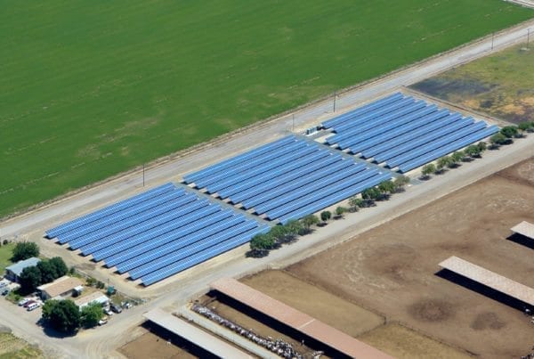 Aerial view of an agricultural solar installation at a California dairy with livestock on one side and green pastures on the other side.