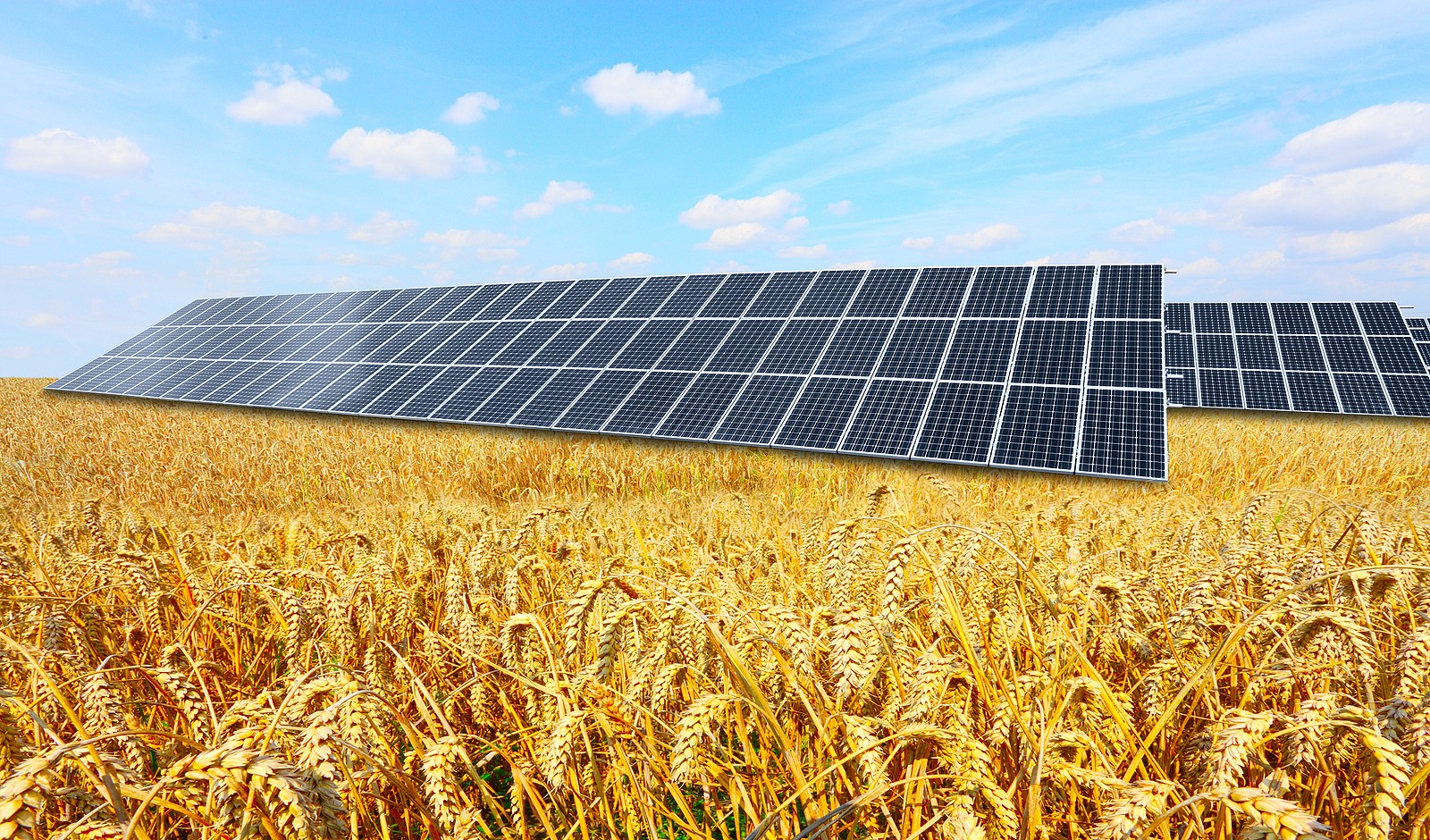 Several rows of solar panels set among a wheat field with blue skies in the background.