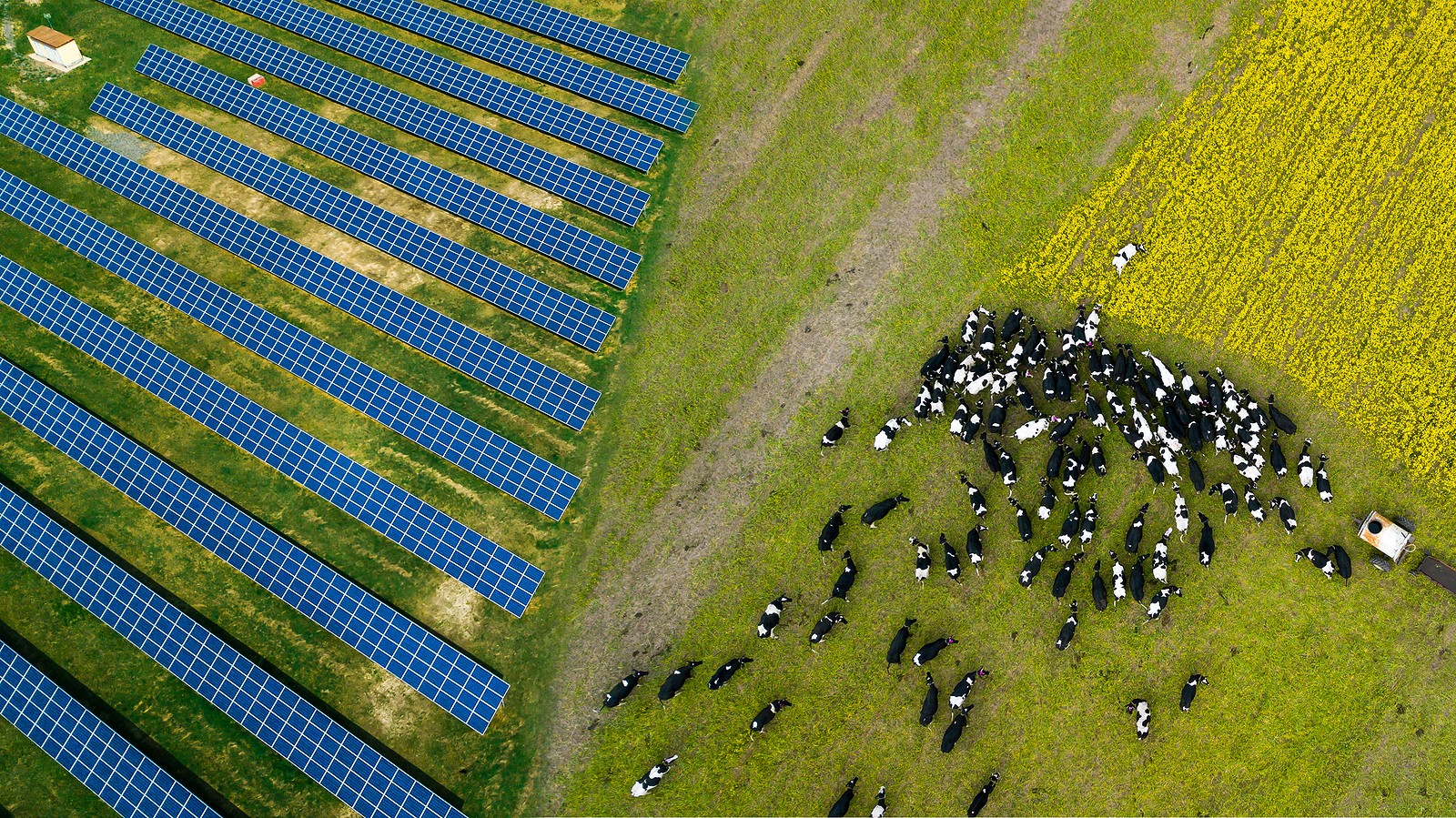 Aerial view of black-and-white-cows grazing in a green pasture next to rows of solar panels on a solar farm.