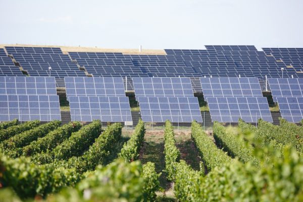 A commercial solar array in a California vineyard.