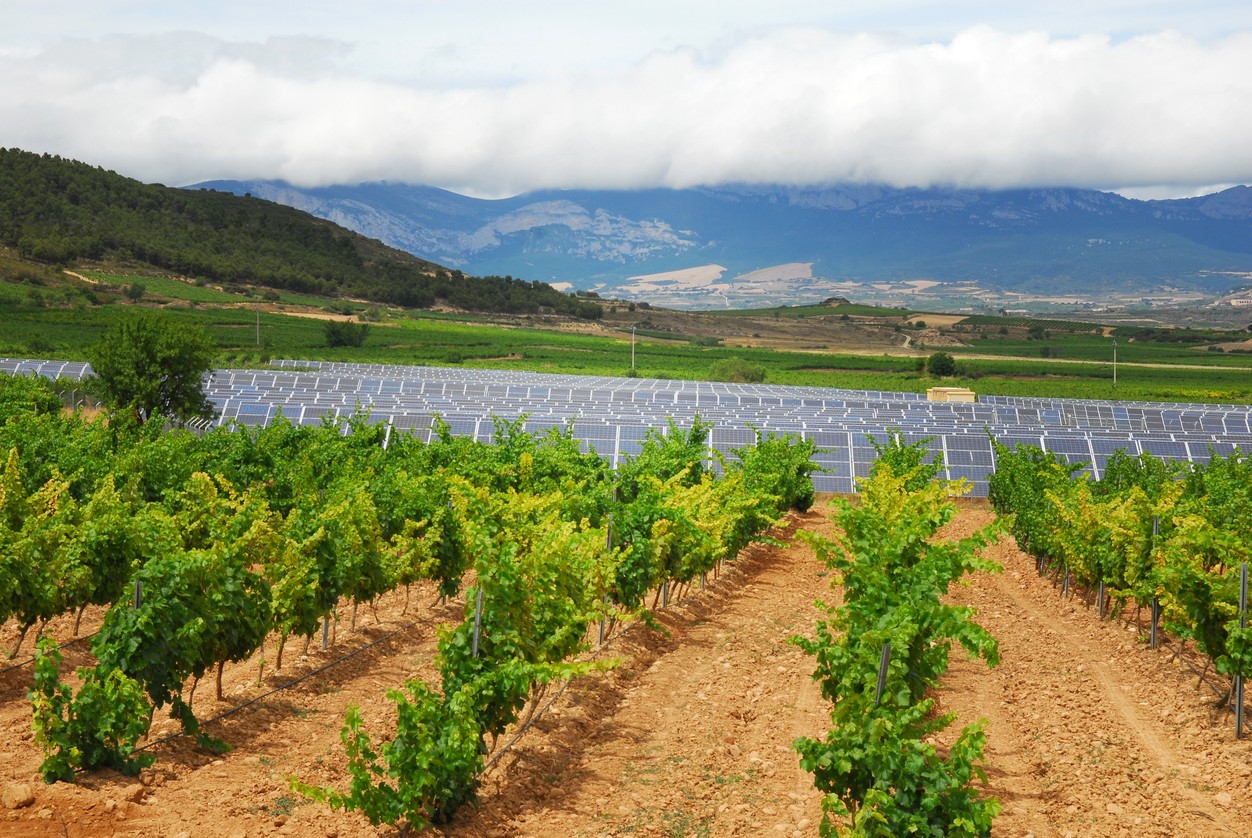 Rows of grape vines in a California vineyard in front of ground mountain solar panels and green rolling hills in the background.