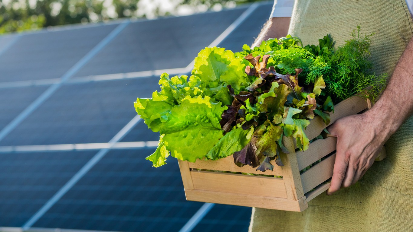 farmer-with-produce-and-solar-panels