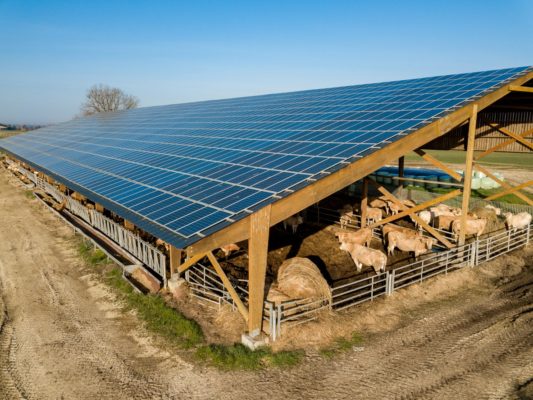 Solar panel array providing shade to livestock on a farm. 