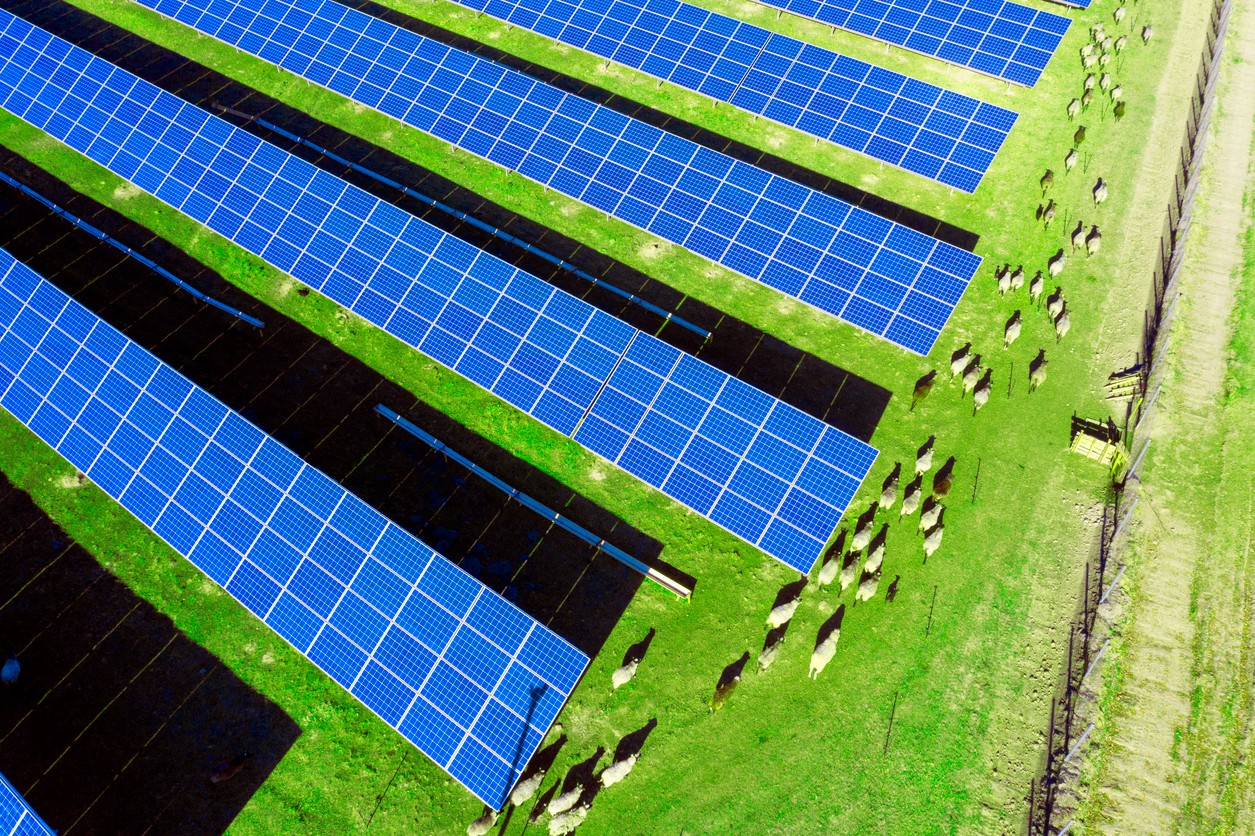 Aerial view of bright blue solar panel rows on agricultural land with sheep grazing on green grass around them.
