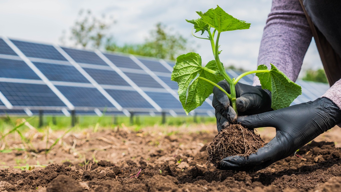 Farmer planting seedling near solar panels on a solar farm.